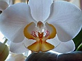 Orchidea Phalaenopsis.jpg